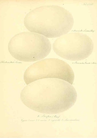 Reproducción/Reproduction 6105650801: Zur Fortpflanzungsgeschichte der gesammten Vögel Dresden,[1856?]