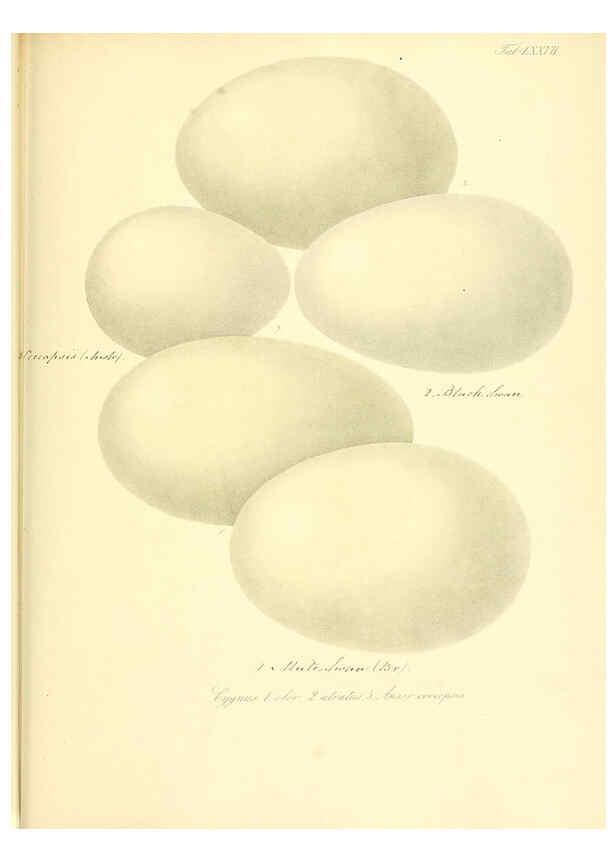 Reproducción/Reproduction 6106195176: Zur Fortpflanzungsgeschichte der gesammten Vögel Dresden,[1856?]