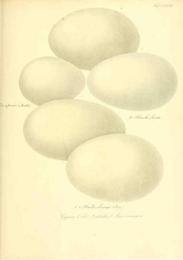 Reproducción/Reproduction 6106195176: Zur Fortpflanzungsgeschichte der gesammten Vögel Dresden,[1856?]