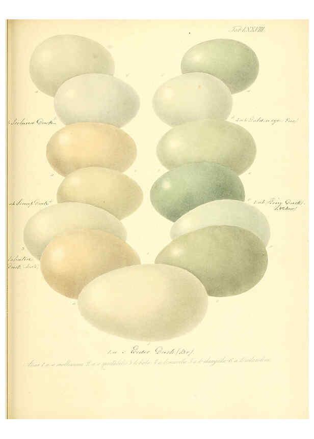 Reproducción/Reproduction 6105651069: Zur Fortpflanzungsgeschichte der gesammten Vögel Dresden,[1856?]