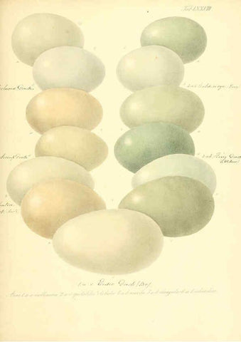 Reproducción/Reproduction 6105651069: Zur Fortpflanzungsgeschichte der gesammten Vögel Dresden,[1856?]