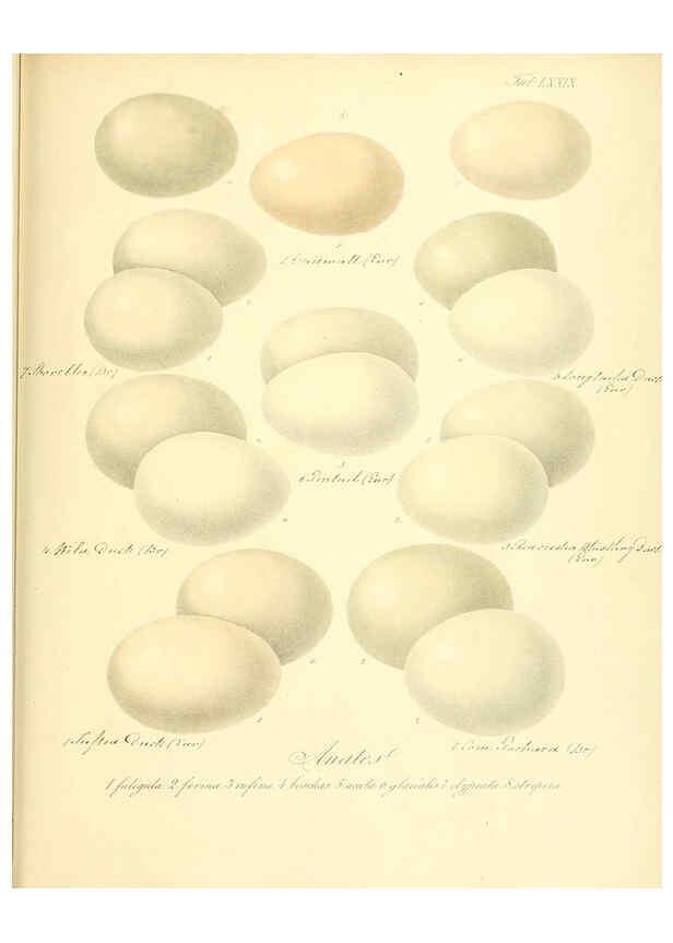 Reproducción/Reproduction 6105651221: Zur Fortpflanzungsgeschichte der gesammten Vögel Dresden,[1856?]