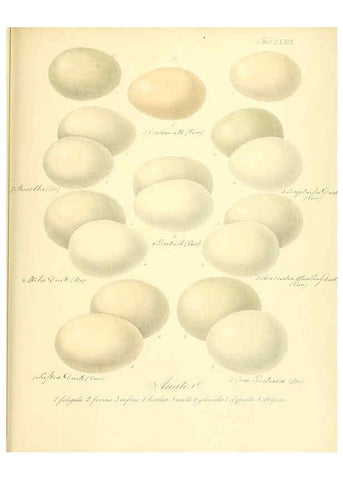 Reproducción/Reproduction 6105651221: Zur Fortpflanzungsgeschichte der gesammten Vögel Dresden,[1856?]
