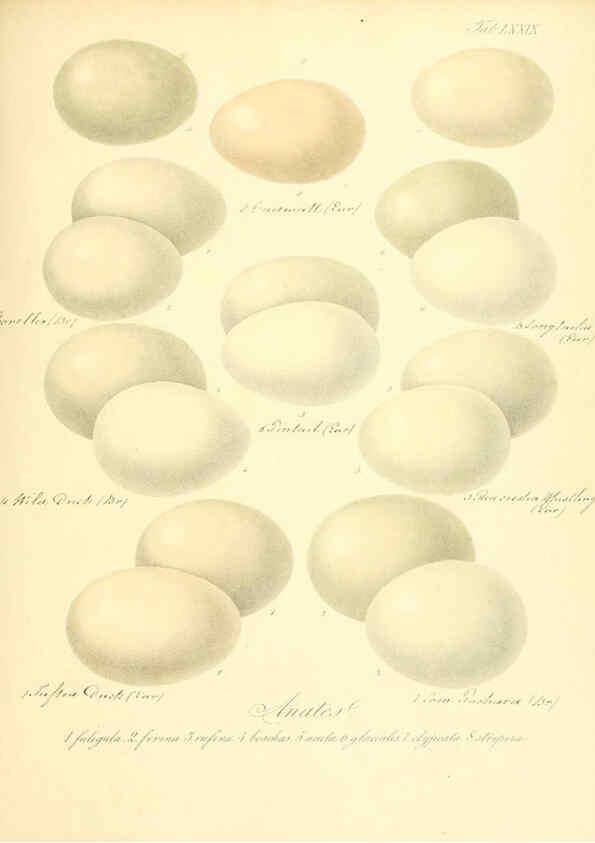 Reproducción/Reproduction 6105651221: Zur Fortpflanzungsgeschichte der gesammten Vögel Dresden,[1856?]