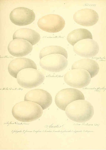 Reproducción/Reproduction 6105651221: Zur Fortpflanzungsgeschichte der gesammten Vögel Dresden,[1856?]