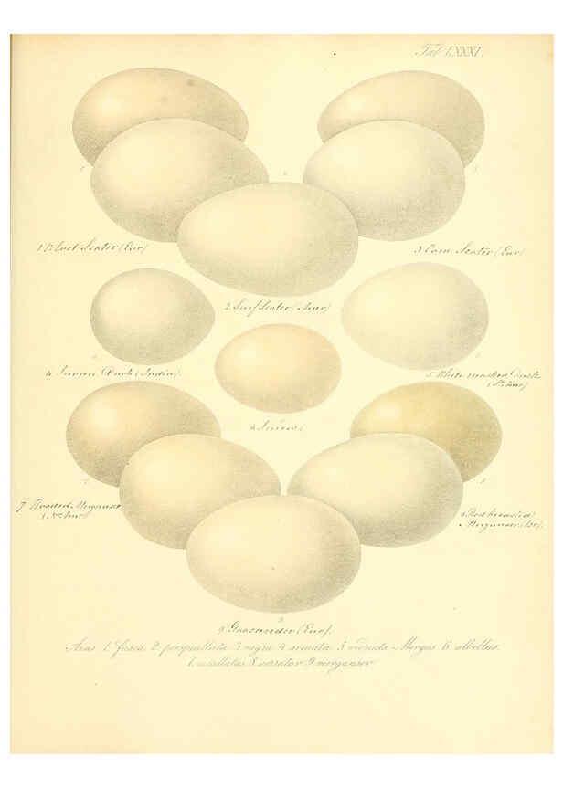 Reproducción/Reproduction 6105651571: Zur Fortpflanzungsgeschichte der gesammten Vögel Dresden,[1856?]