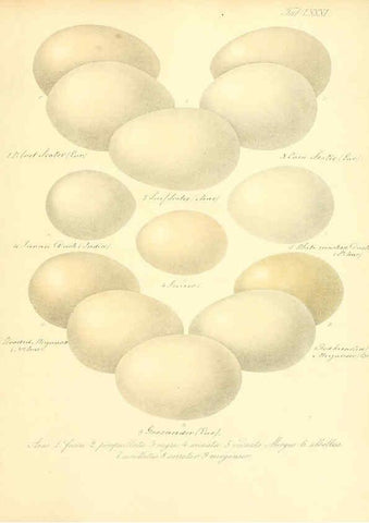 Reproducción/Reproduction 6105651571: Zur Fortpflanzungsgeschichte der gesammten Vögel Dresden,[1856?]