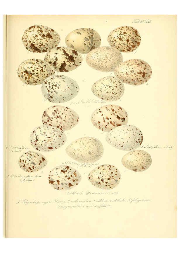 Reproducción/Reproduction 6106195992: Zur Fortpflanzungsgeschichte der gesammten Vögel Dresden,[1856?]
