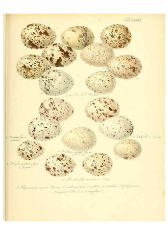 Reproducción/Reproduction 6106195992: Zur Fortpflanzungsgeschichte der gesammten Vögel Dresden,[1856?]