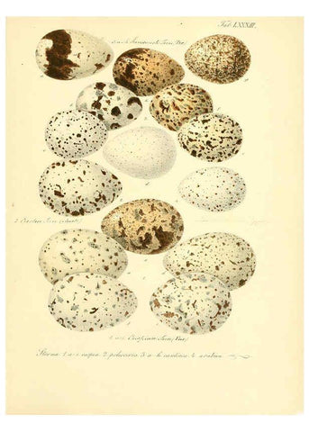 Reproducción/Reproduction 6106196240: Zur Fortpflanzungsgeschichte der gesammten Vögel Dresden,[1856?]