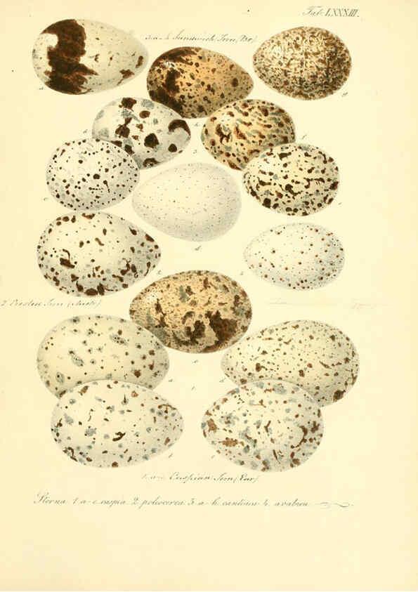 Reproducción/Reproduction 6106196240: Zur Fortpflanzungsgeschichte der gesammten Vögel Dresden,[1856?]