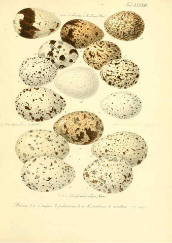 Reproducción/Reproduction 6106196240: Zur Fortpflanzungsgeschichte der gesammten Vögel Dresden,[1856?]