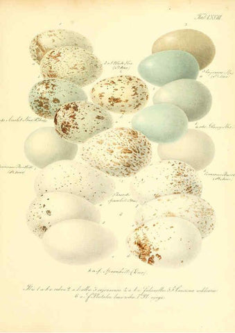 Reproducción/Reproduction 6106193526: Zur Fortpflanzungsgeschichte der gesammten Vögel Dresden,[1856?]