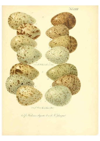 Reproducción/Reproduction 6105649053: Zur Fortpflanzungsgeschichte der gesammten Vögel Dresden,[1856?]