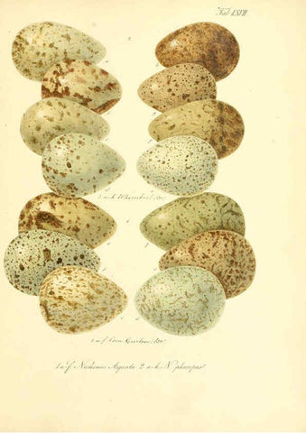 Reproducción/Reproduction 6105649053: Zur Fortpflanzungsgeschichte der gesammten Vögel Dresden,[1856?]