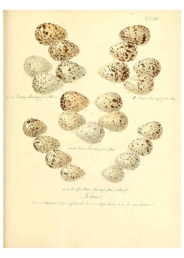 Reproducción/Reproduction 6105648701: Zur Fortpflanzungsgeschichte der gesammten Vögel Dresden,[1856?]