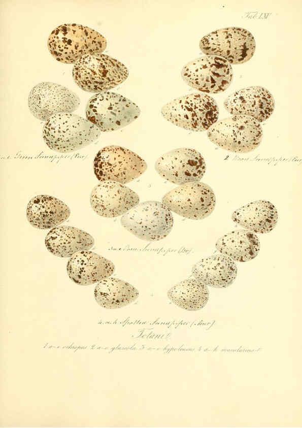 Reproducción/Reproduction 6105648701: Zur Fortpflanzungsgeschichte der gesammten Vögel Dresden,[1856?]