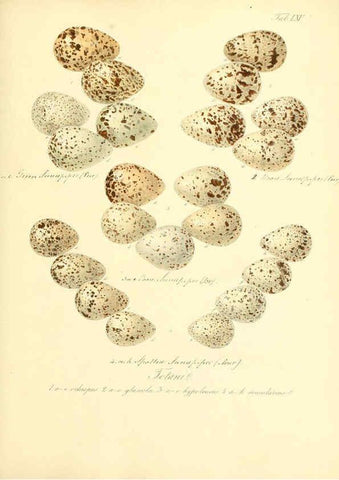 Reproducción/Reproduction 6105648701: Zur Fortpflanzungsgeschichte der gesammten Vögel Dresden,[1856?]