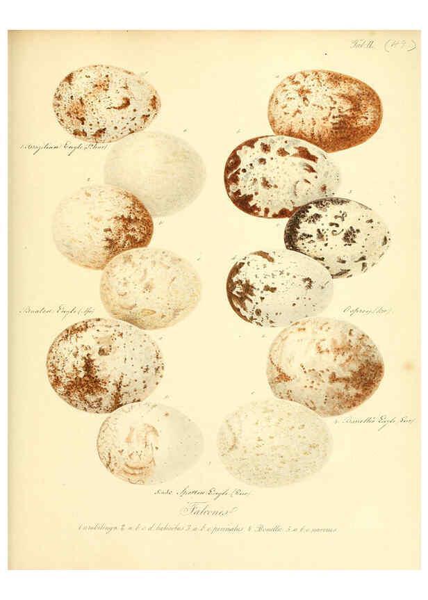 Reproducción/Reproduction 6105645253: Zur Fortpflanzungsgeschichte der gesammten Vögel Dresden,[1856?]