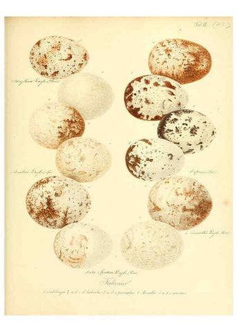 Reproducción/Reproduction 6105645253: Zur Fortpflanzungsgeschichte der gesammten Vögel Dresden,[1856?]