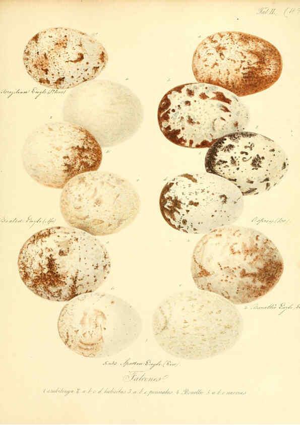 Reproducción/Reproduction 6105645253: Zur Fortpflanzungsgeschichte der gesammten Vögel Dresden,[1856?]