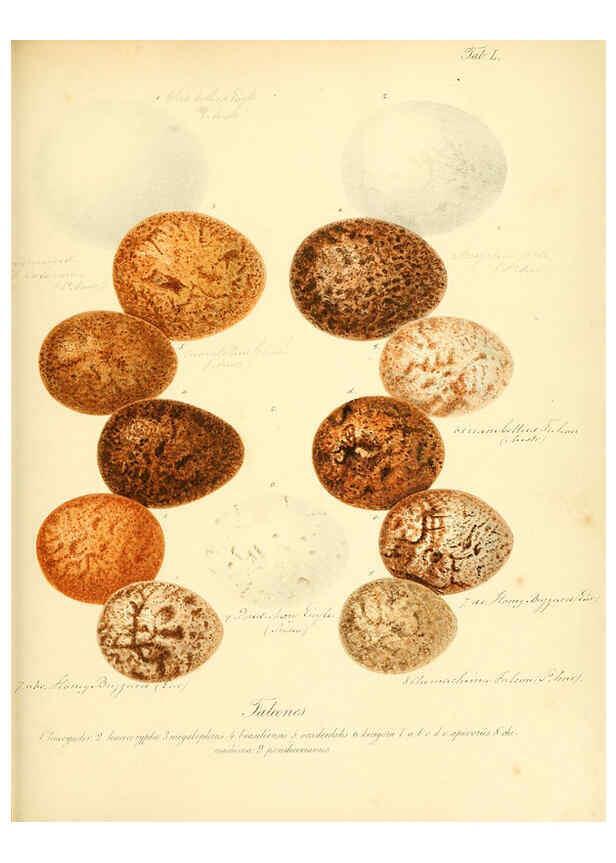 Reproducción/Reproduction 6105645481: Zur Fortpflanzungsgeschichte der gesammten Vögel Dresden,[1856?]