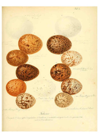 Reproducción/Reproduction 6105645481: Zur Fortpflanzungsgeschichte der gesammten Vögel Dresden,[1856?]