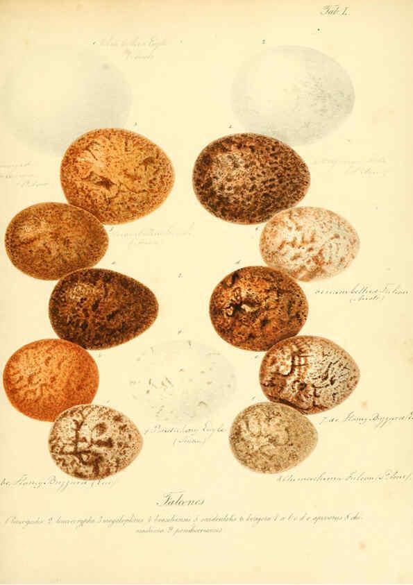Reproducción/Reproduction 6105645481: Zur Fortpflanzungsgeschichte der gesammten Vögel Dresden,[1856?]