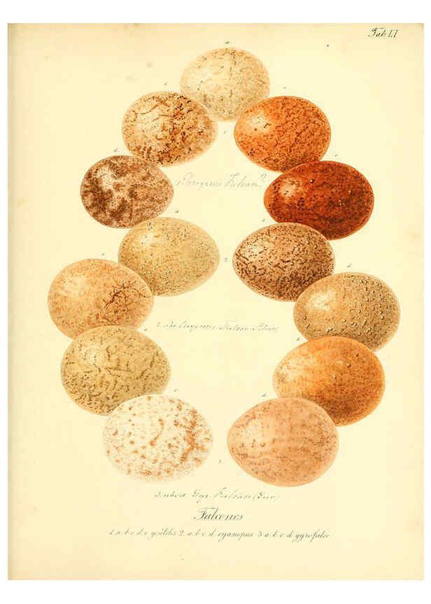 Reproducción/Reproduction 6105645635: Zur Fortpflanzungsgeschichte der gesammten Vögel Dresden,[1856?]