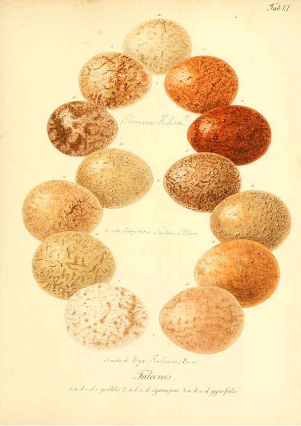Reproducción/Reproduction 6105645635: Zur Fortpflanzungsgeschichte der gesammten Vögel Dresden,[1856?]