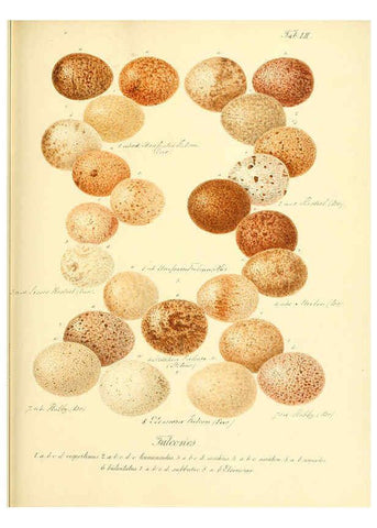 Reproducción/Reproduction 6106190122: Zur Fortpflanzungsgeschichte der gesammten Vögel Dresden,[1856?]