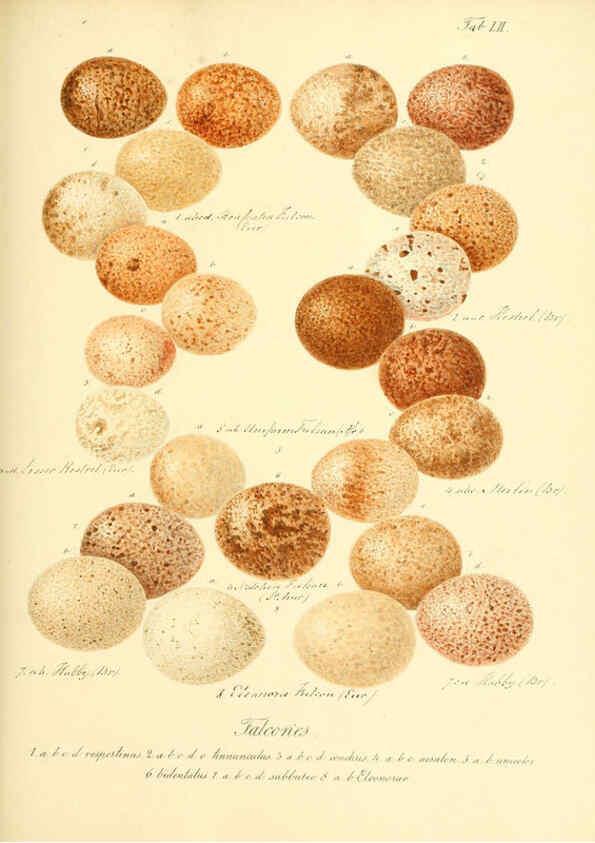 Reproducción/Reproduction 6106190122: Zur Fortpflanzungsgeschichte der gesammten Vögel Dresden,[1856?]