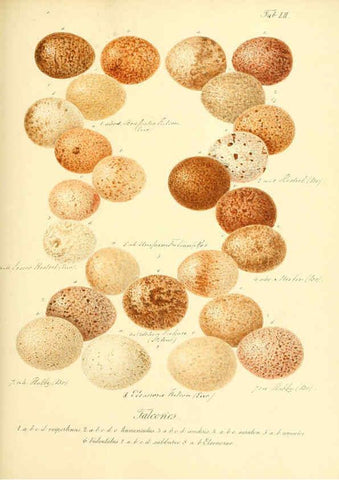 Reproducción/Reproduction 6106190122: Zur Fortpflanzungsgeschichte der gesammten Vögel Dresden,[1856?]