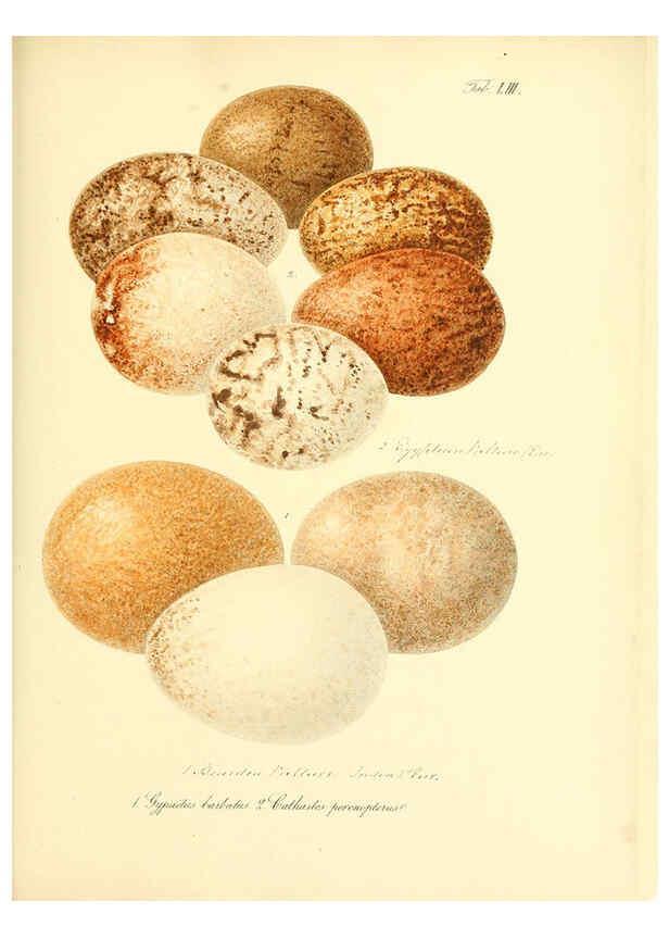 Reproducción/Reproduction 6106190300: Zur Fortpflanzungsgeschichte der gesammten Vögel Dresden,[1856?]