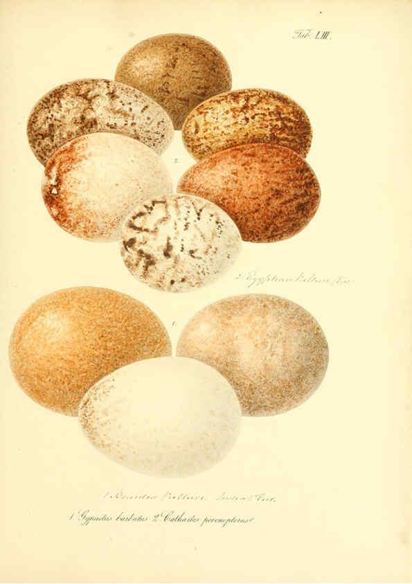 Reproducción/Reproduction 6106190300: Zur Fortpflanzungsgeschichte der gesammten Vögel Dresden,[1856?]