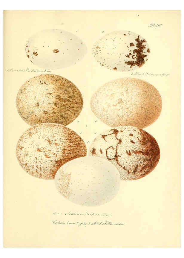 Reproducción/Reproduction 6106190530: Zur Fortpflanzungsgeschichte der gesammten Vögel Dresden,[1856?]