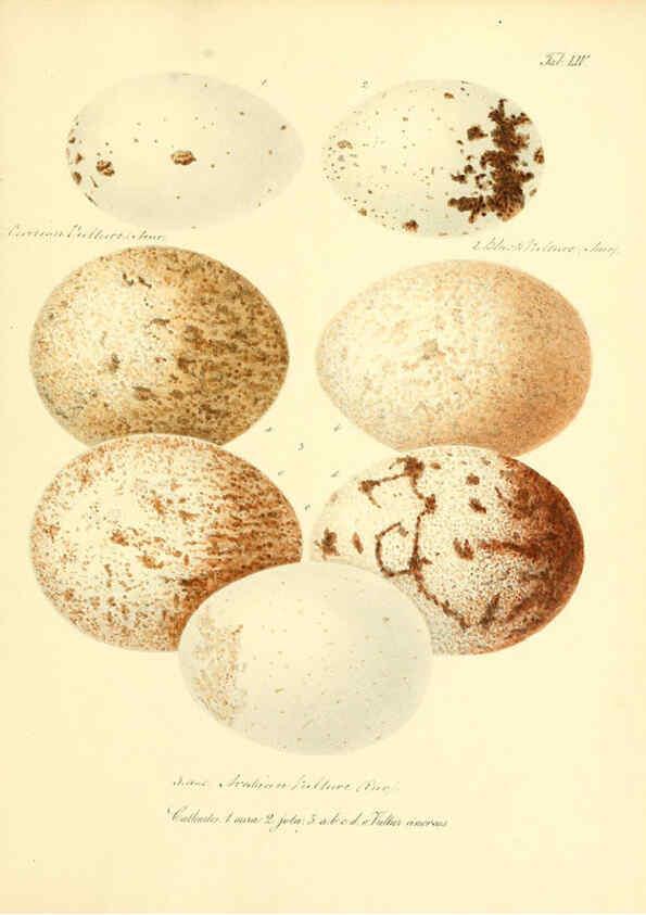 Reproducción/Reproduction 6106190530: Zur Fortpflanzungsgeschichte der gesammten Vögel Dresden,[1856?]
