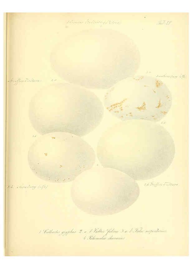 Reproducción/Reproduction 6105646441: Zur Fortpflanzungsgeschichte der gesammten Vögel Dresden,[1856?]