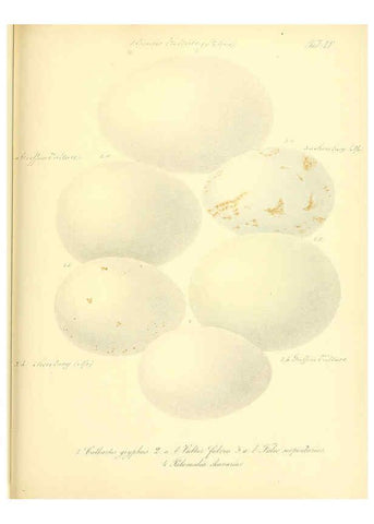 Reproducción/Reproduction 6105646441: Zur Fortpflanzungsgeschichte der gesammten Vögel Dresden,[1856?]