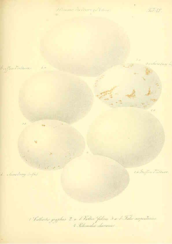 Reproducción/Reproduction 6105646441: Zur Fortpflanzungsgeschichte der gesammten Vögel Dresden,[1856?]