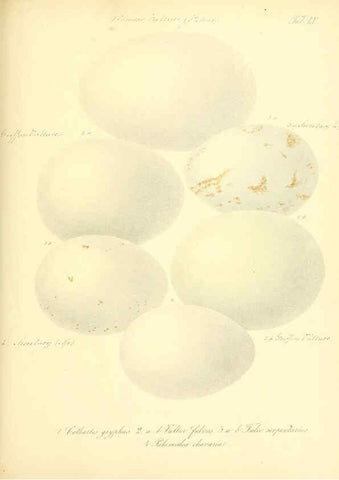 Reproducción/Reproduction 6105646441: Zur Fortpflanzungsgeschichte der gesammten Vögel Dresden,[1856?]