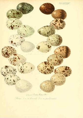 Reproducción/Reproduction 6106196472: Zur Fortpflanzungsgeschichte der gesammten Vögel Dresden,[1856?]