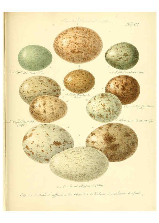 Reproducción/Reproduction 6106191170: Zur Fortpflanzungsgeschichte der gesammten Vögel Dresden,[1856?]