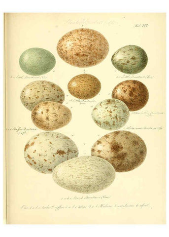 Reproducción/Reproduction 6106191170: Zur Fortpflanzungsgeschichte der gesammten Vögel Dresden,[1856?]