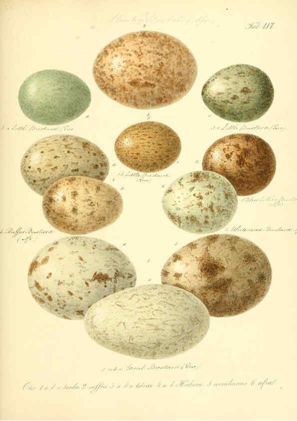 Reproducción/Reproduction 6106191170: Zur Fortpflanzungsgeschichte der gesammten Vögel Dresden,[1856?]