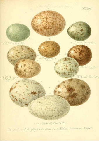 Reproducción/Reproduction 6106191170: Zur Fortpflanzungsgeschichte der gesammten Vögel Dresden,[1856?]