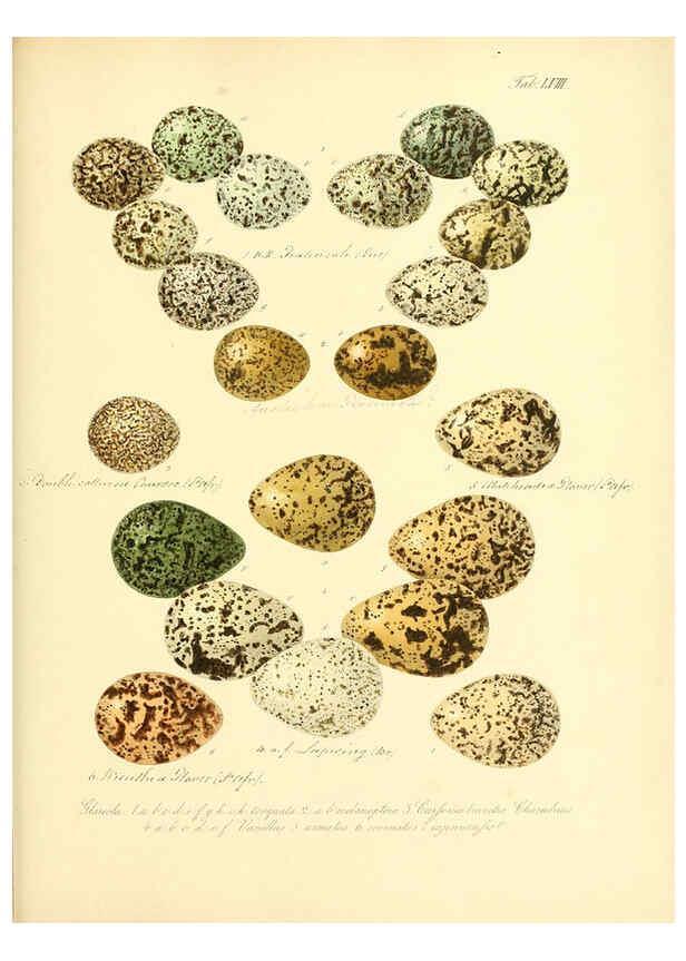 Reproducción/Reproduction 6106191480: Zur Fortpflanzungsgeschichte der gesammten Vögel Dresden,[1856?]