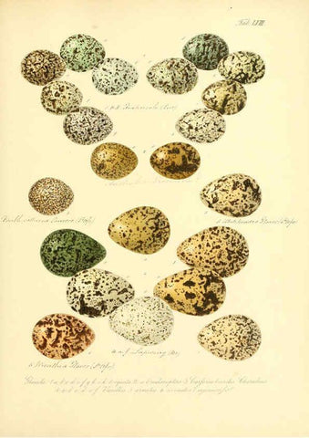 Reproducción/Reproduction 6106191480: Zur Fortpflanzungsgeschichte der gesammten Vögel Dresden,[1856?]