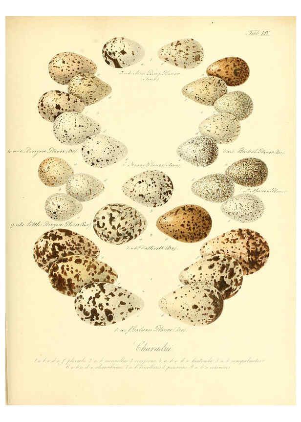 Reproducción/Reproduction 6105647497: Zur Fortpflanzungsgeschichte der gesammten Vögel Dresden,[1856?]