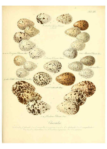 Reproducción/Reproduction 6105647497: Zur Fortpflanzungsgeschichte der gesammten Vögel Dresden,[1856?]